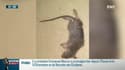 Une école infestée par les rats dans le 18ème arrondissement de Paris
