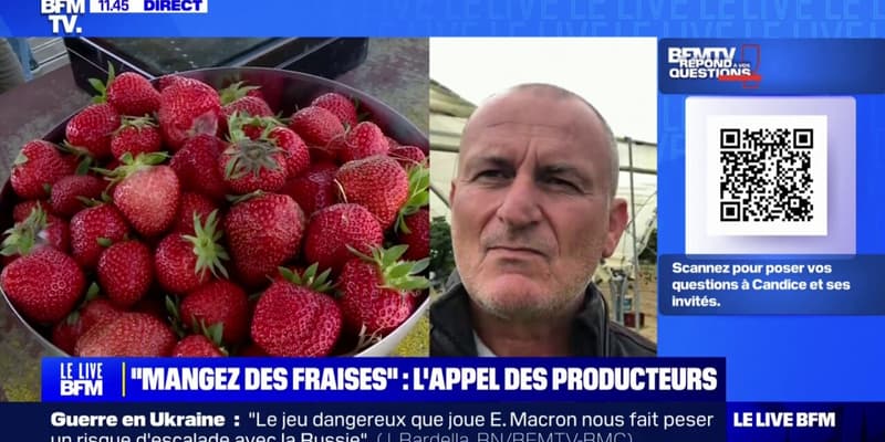 Pourquoi le prix des fraises est-il si bas? BFMTV répond à vos questions