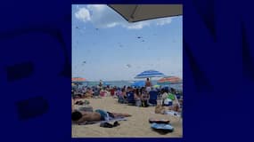 Capture d'une vidéo montrant des essaims de libellules sur la plage de Misquamicut dans la ville de Westerly, Rhode Island, aux États-Unis le 27 juillet 2024. 