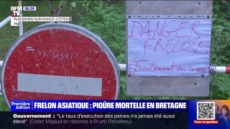 Un mort et quatre blessés après une attaque de frelons asiatique en Bretagne