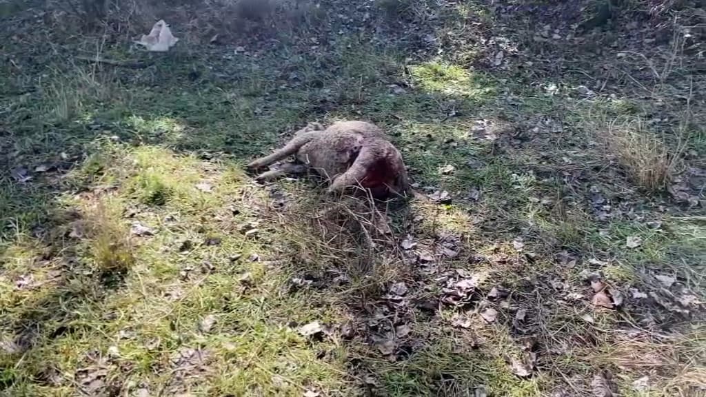 Hyères Un Troupeau De Moutons Décimé Par Un Loup L éleveur Demande Le Droit Au Tir De Défense