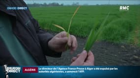 Un épi de blé en manque d'eau et un épi de blé normal