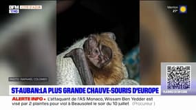 Alpes-Maritimes: la plus grande espèce de chauve-souris d'Europe découverte à Saint-Auban