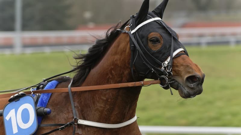 Horsy Dream remporte l'Elitloppet 2024