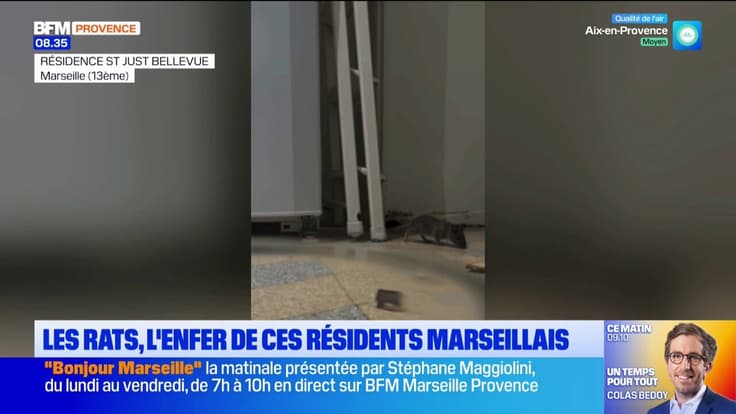 Les rats, l'enfer de ces résidents marseillais