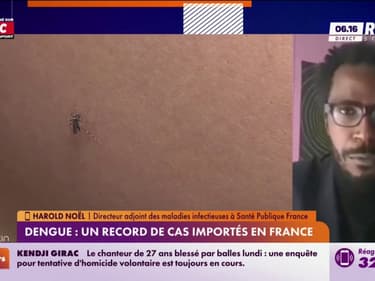 Dengue : "Les cas viennent à 80% de Guadeloupe et Martinique", explique Harold Noël
