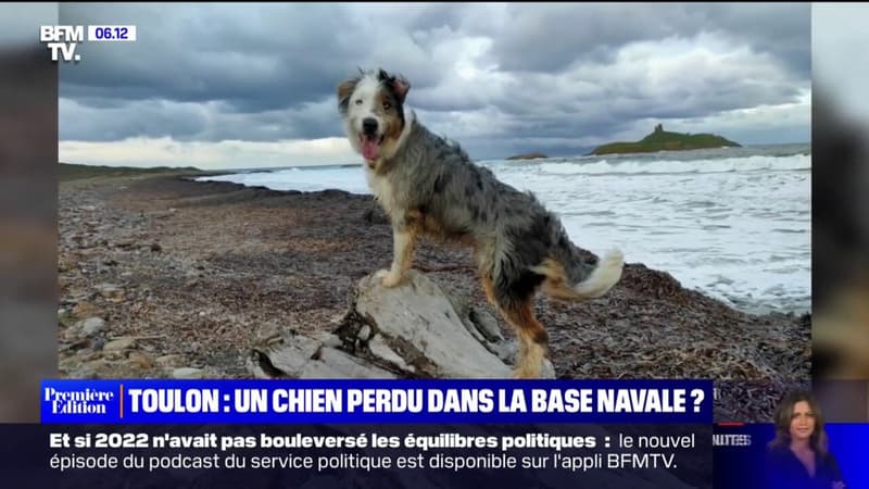 Toulon: un chien perdu dans la base navale, interdite d'accès au public