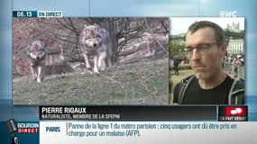 Loups, ours: ont-ils leur place en France?