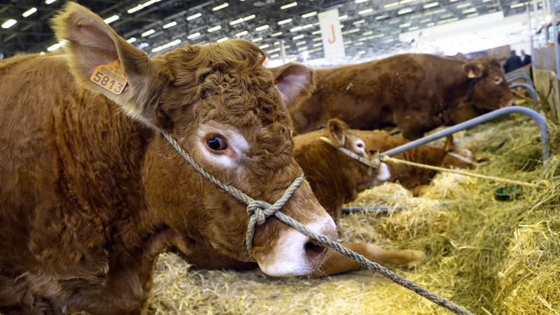 Un taureau au Salon de l'Agriculture, le 24 février 2013 à Paris.