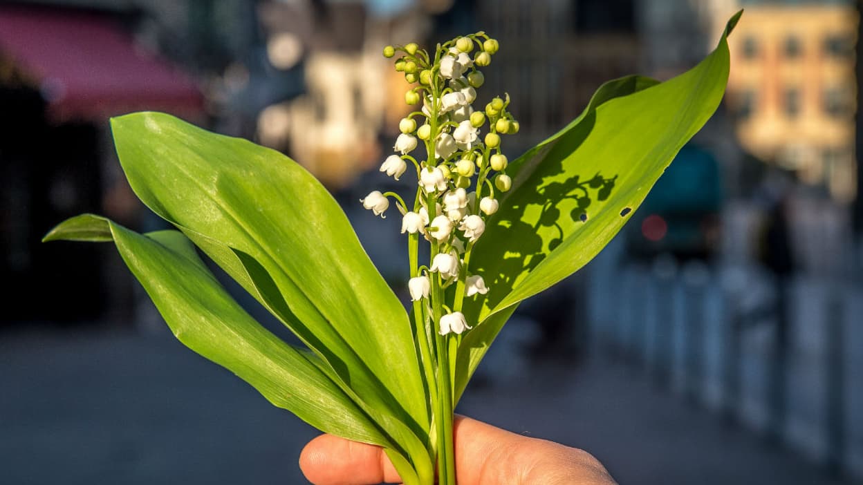 Pourquoi Offre T On Du Muguet Le 1er Mai