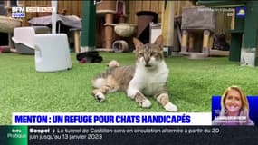 Menton: un refuge pour chats handicapés inauguré