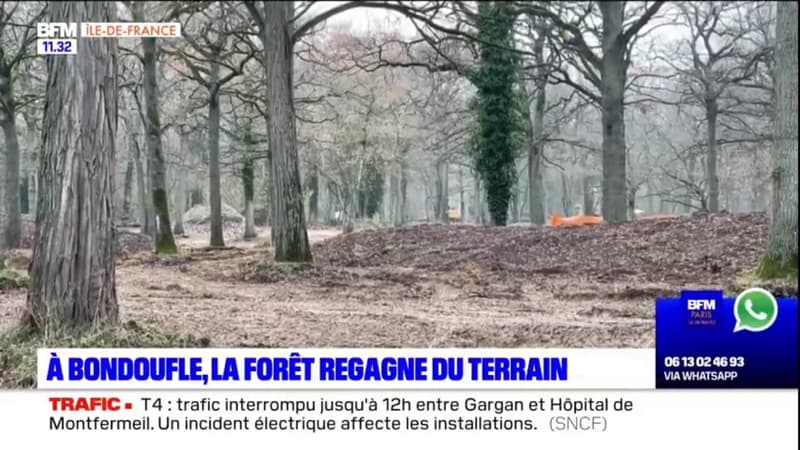Essonne: à Bondoufle, la forêt regagne du terrain