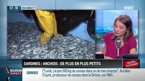 les anchois et les sardines de plus en plus nombreux dans le golfe de Gascogne ! Mais... de plus en plus petits.