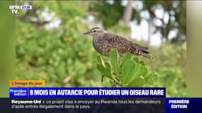 L'image du jour : 8 mois en autarcie pour étudier un oiseau rare - 23/04