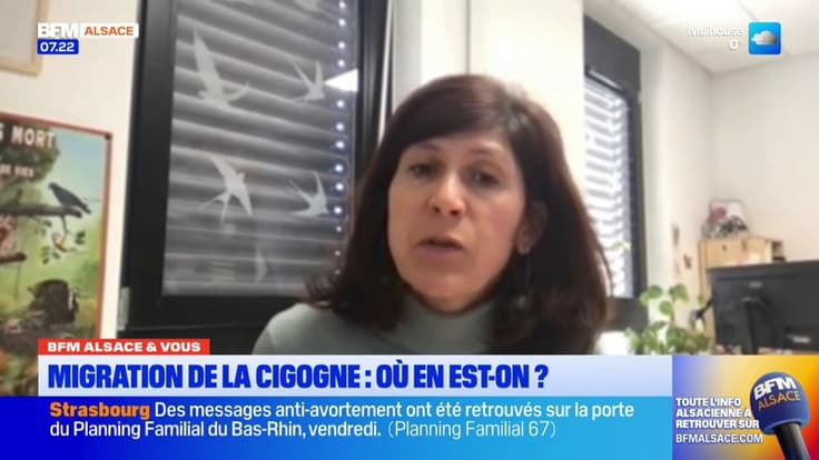 BFM Alsace et vous: quelle est la situation actuelle des cigognes en Alsace?