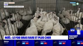 Fêtes de fin d'année: le foie gras de plus en plus rare et cher