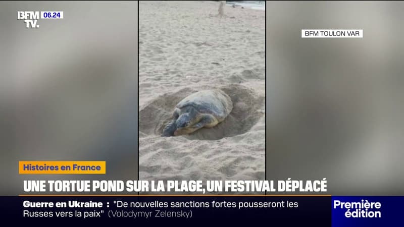 Une tortue caouanne pond sur une plage varoise, un festival de musique contraint à déménager pour image