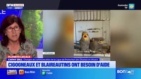 Planète locale du mercredi 28 mai - Bébés animaux : la LPO lance un appel aux dons