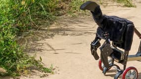 Des chercheurs sud-coréens ont conçu un robot-dinosaure pour vérifier leur théorie sur l'utilité des plumes chez certaines espèces.