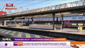 Punaises de lit: la psychose dans les transports