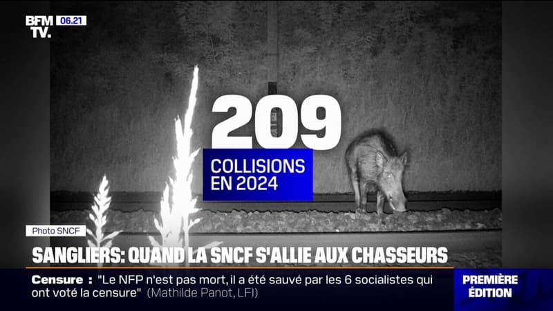 Normandie: la SNCF s'associe aux chasseurs pour détecter les sangliers, impliqués dans plusieurs collisions avec des trains