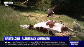 Les agriculteurs de Haute-Loire inquiets par des attaques de vautours sur des vaches