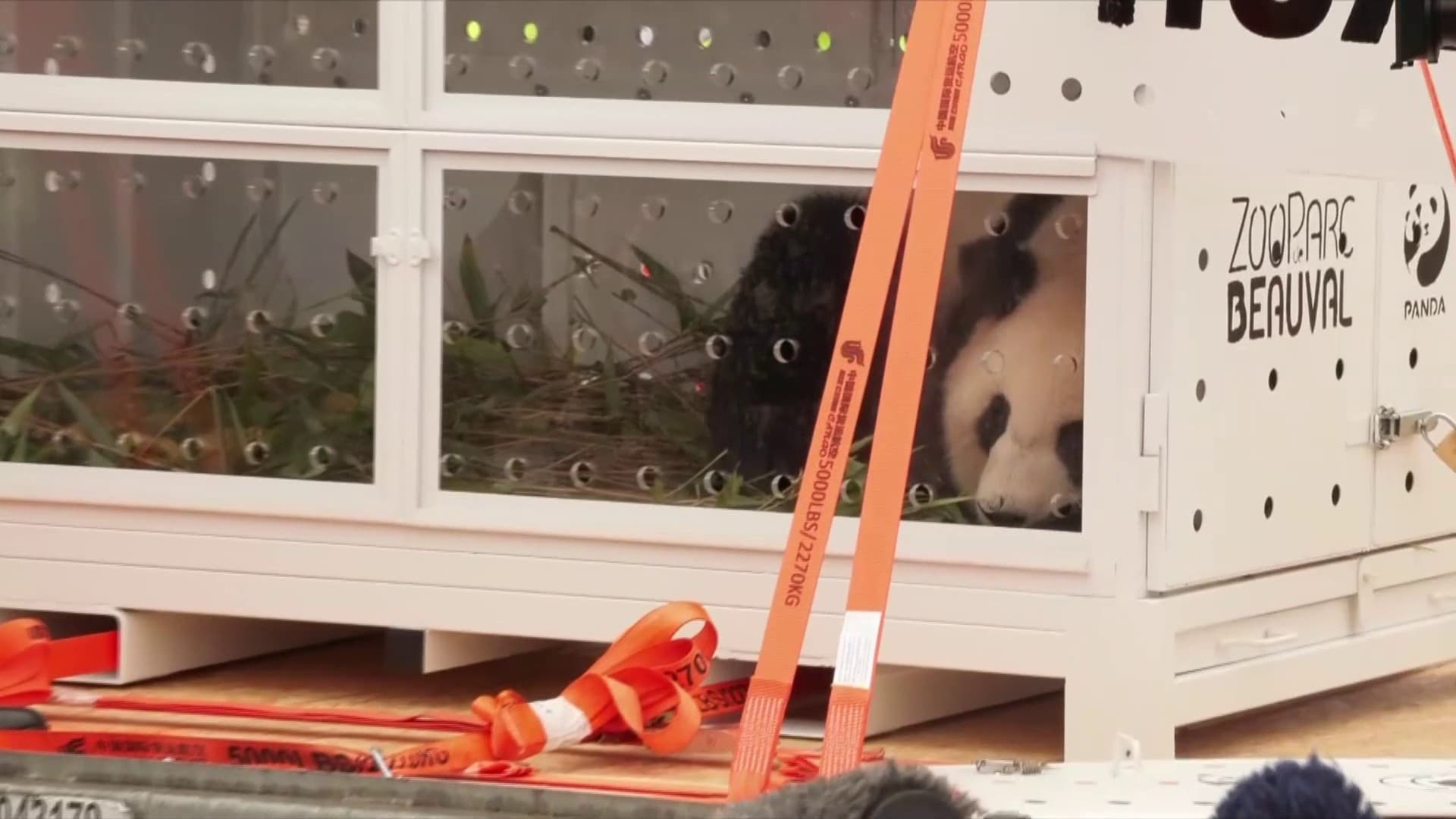 Les images du départ du couple de pandas du zoo de Beauval qui a ...