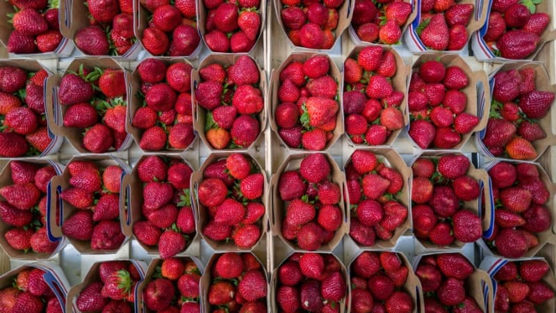 Douceur exceptionnelle: les fraises sont déjà là, avec près de deux semaines d'avance