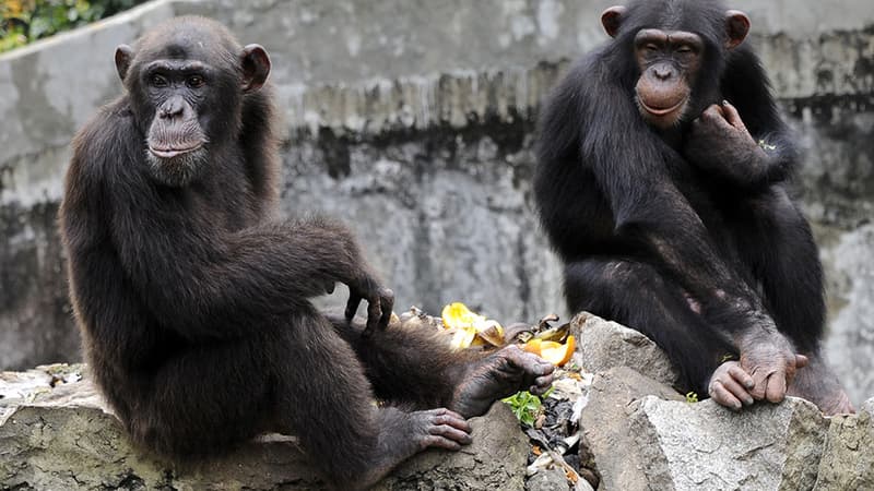 Des chimpanzés du zoo d'Abidjan, en Côte d'Ivoire. 