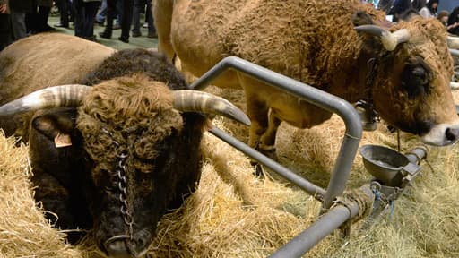 Le Salon de l'agriculture à Paris le 22 février 2014.