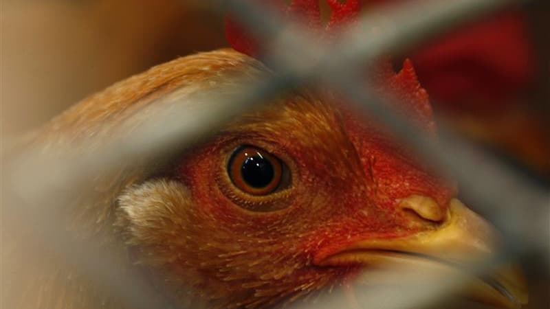 Les éleveurs de volailles liés à Doux demandent aux pouvoirs publics de procéder à des réquisitions auprès des fournisseurs d'aliments et de gaz pour leur permettre de survivre avant une éventuelle reprise du groupe placé en redressement judiciaire. /Phot