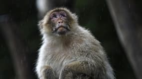 Un macaque rhésus au zoo de Beauval en 2021