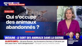 Qui s'occupe des animaux abandonnés en Ukraine ? BFMTV répond à vos questions