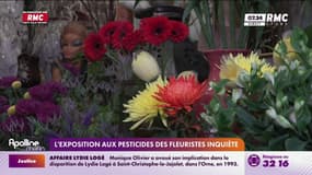Exposition des fleuristes aux pesticides: l'Anses saisie 