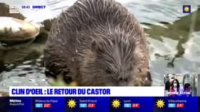 Le castor fait son retour sur les berges du Rhône à Lyon