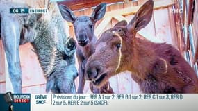 Première en France: des jumeaux élans viennent de naître dans un zoo de Moselle