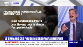 Le broyage des poussins mâles désormais interdit en France