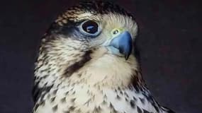 Une femme faucon du parc animalier de Courzieu (Rhône), comme le signale ce dernier le 11 mars 2025.