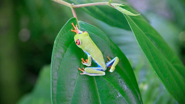 Grenouille aux yeux rouges, espèce endémique