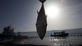 Les Etats pêcheurs réunis à Paris ont maintenus les quotas de pêche du thon rouge quasi inchangés pour 2011, au grand dam des écologistes qui exigeaient une forte réduction pour sauver cette espèce menacée. Les 48 membres de la Commission internationale p