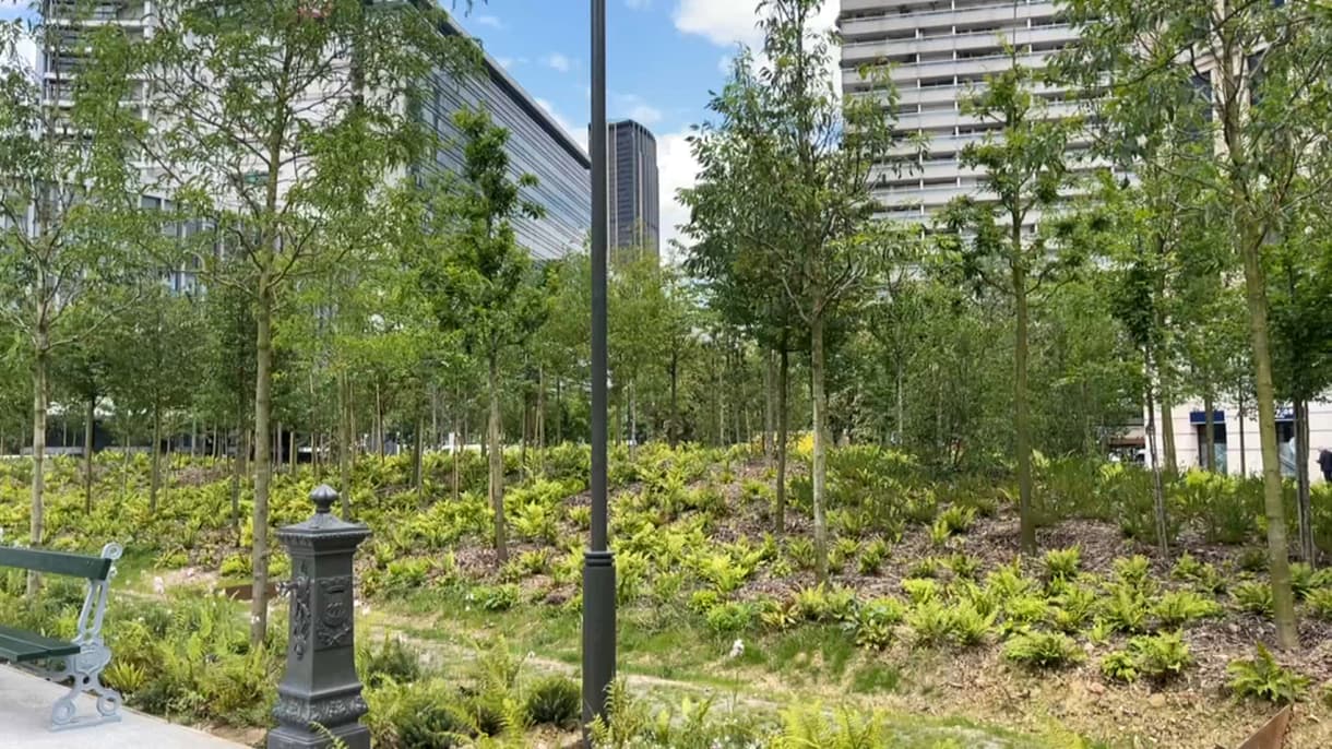 La place de Catalogne, à Paris, transformée en forêt urbaine, le 13 juin 2024.