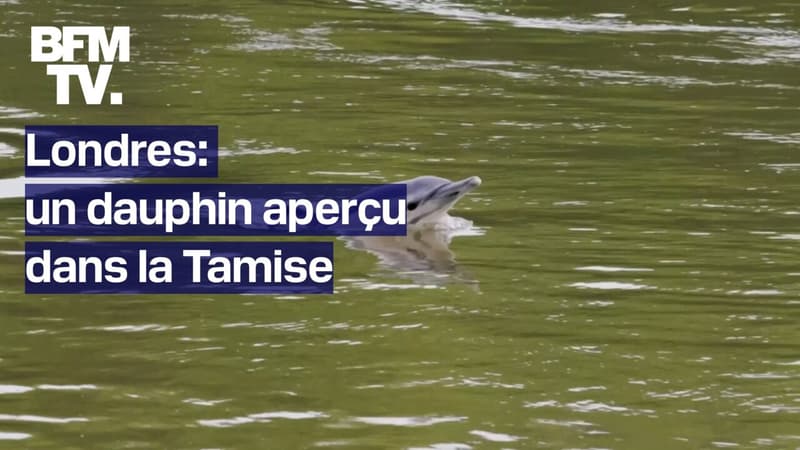 Londres: un dauphin aperçu dans la Tamise