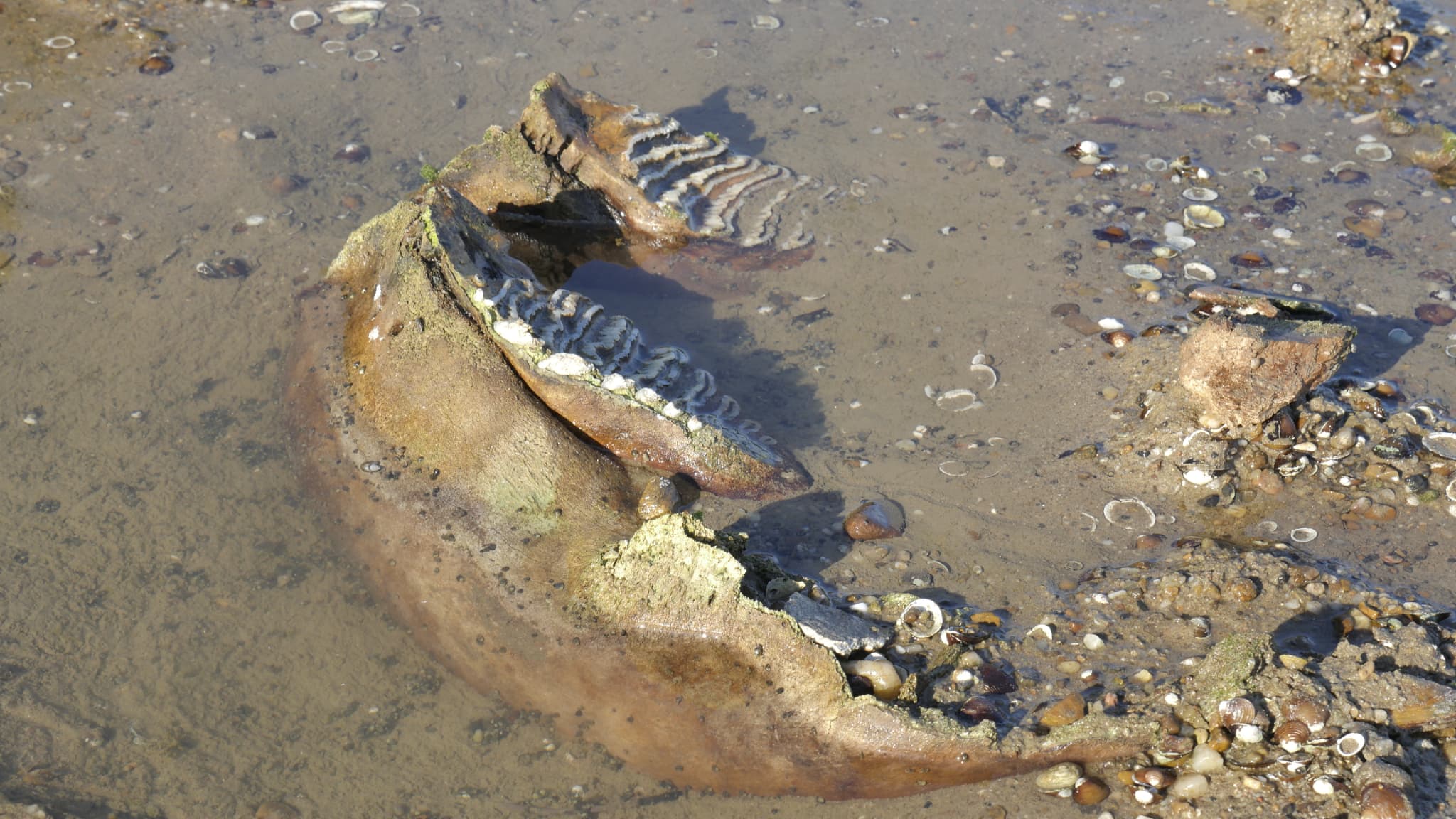 Ossement d'un mammouth retrouvé dans le Danube, en Serbie, le 30 juillet 2026