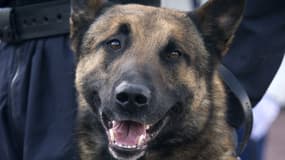 Un malinois récompensé de la médaille de bronze de la défense nationale (photo d'illustration)