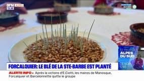 Forcalquier : le blé de la Ste-Barbe a été planté 