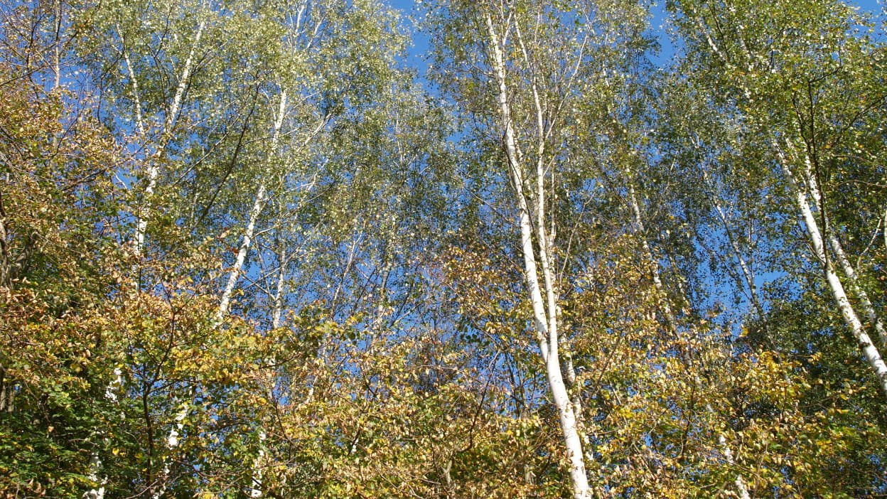 AUBE: UN CONCOURS PHOTO MET À L'HONNEUR LES ALIGNEMENTS ET ALLÉES D'ARBRES POUR "VALORISER LE PATRIMOINE ARBORÉ"