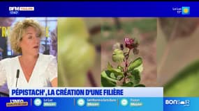 Dans votre assiette du jeudi 12 septembre - Pépistach', la création d’une filière 