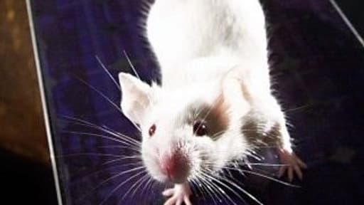 Image d'illustration d'une souris blanche.