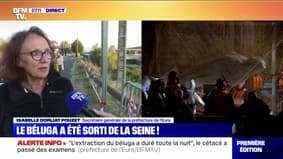 "Le béluga est vivant, mais terriblement maigre": la préfecture de l'Eure donne des nouvelles du cétacé égaré