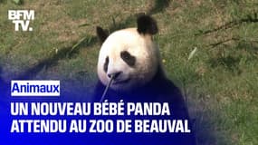 Le zoo de Beauval attend un nouveau bébé panda